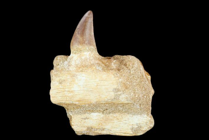 Fossil Mosasaur (Prognathodon) Jaw Section With Tooth #116981